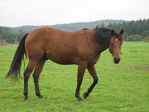 Dusty photo 2