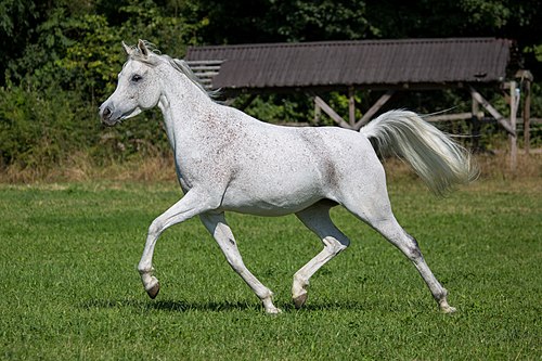 Dusty photo 5