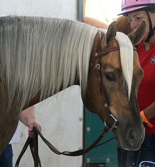 Duke, Quarter Horse
