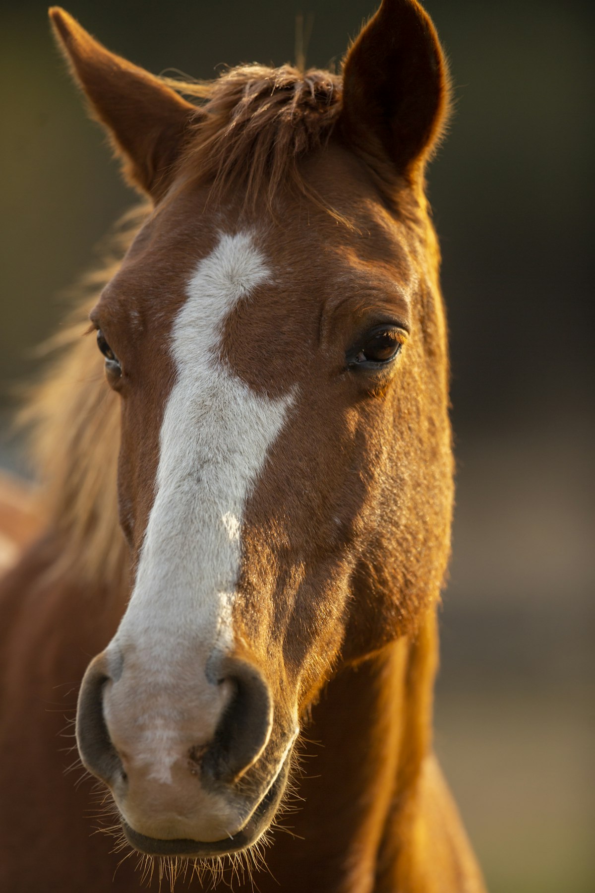 Comet, Arabian