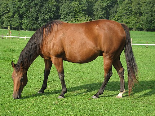 Comet photo 5